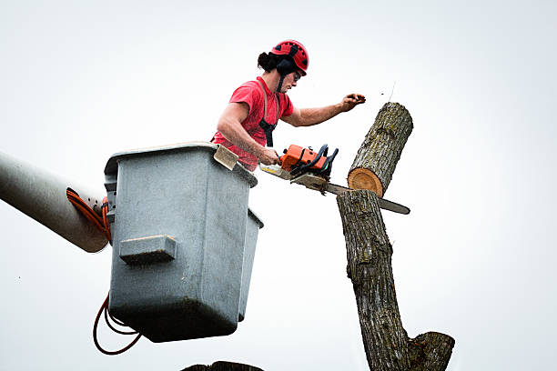 Best Emergency Tree Removal  in Torrance, CA